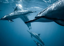 mksports体育🎮让二追三！小落无敌站边率队完成让二追三取胜！LGD 3-2 Hero